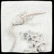 Macrocrinus Crinoid With Bryozoan - Indiana #55181-2